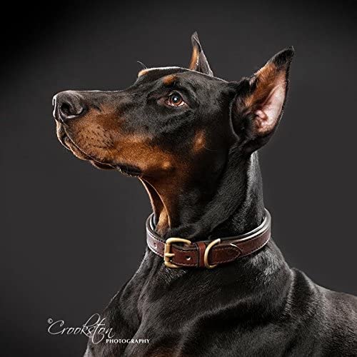 2 Red Dogs Luxury Leather Collar | Soft Adjustable Domestic Leather with Solid Brass Hardware | Medium Brown Domestic Leather with Royal Blue Leather Lining - Made in The USA (Large)