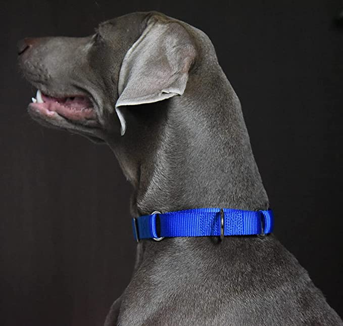 Alainzeo Martingale Dog Collar, Heavyduty Nylon Dog Collar