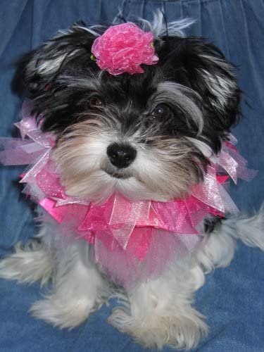 Four On The Floor Petwear 12" Ribbon Dog Collars, 1 Pink Lace and 1 Fuchsia with 4 Hair Clips