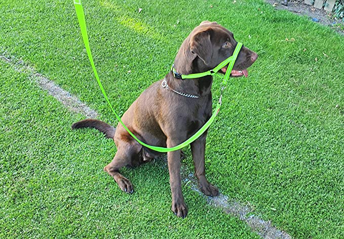 Headcollar Set , Reflective Padded Head Collar and Lead Dog Training Halter Stops Dog Pulling Training Tool (Reflective Green