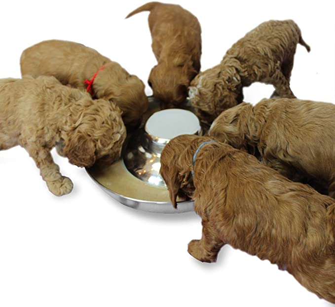 Podinor Stainless Steel Puppy Dog Bowls